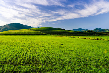 Fototapeta na wymiar green field in spring day , sunset in a green shiny field with young grass and golden sun rays, deep blue cloudy sky on a background , summer valley landscape