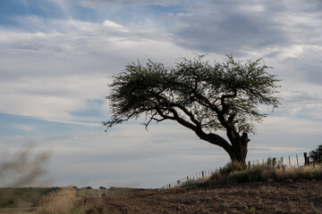 Obraz premium Un árbol poco simétrico