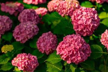 Rare,pink hydrangea flowers,close-up