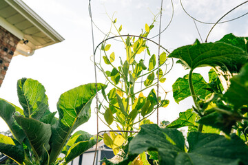 Sugar snap peas growing on a wire trellis. 