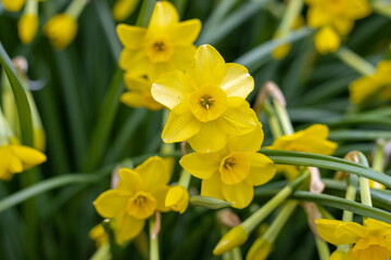 Obraz premium Yellow daffodil flowers blooming in a spring garden