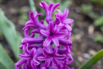 Purple hyacinth blooming in the spring close up