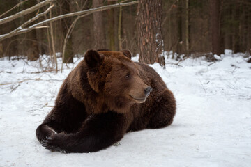 Brown bear (ursus arctos) lies on the snow.