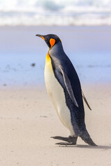 Naklejka premium Volunteer Point, Falkland Islands, UK