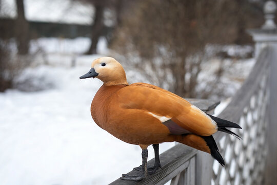 Red duck ogar on the shore of a pond in a park in winter