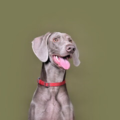 Studio portrait of Weimaraner dog
