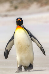 Volunteer Point, Falkland Islands, UK