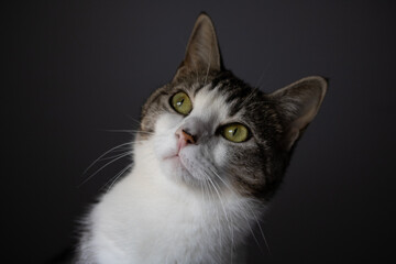 Gato precioso gris y blanco con ojos amarillos