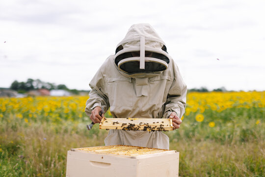 Apiculture worker harvest organic