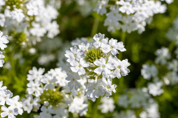 White phlox flowers blooming in the sun