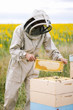 Beekeeper collect honeycomb apiary 