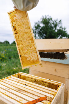 Honeycomb harvest hexagon pollen 