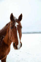 Fototapeta premium Horse