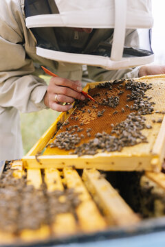 Apiarist honeycomb equipment work 