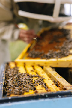 Insect beehive apiculture bee