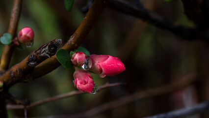 Flowering bush with edible fruits Japanese quince 'Sargentii' flowers (Chaenomeles japonica)....