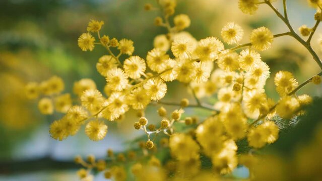 Close up of blooming branch of yellow mimosa flower in springtime. Womens day, Easter background. Soft focus