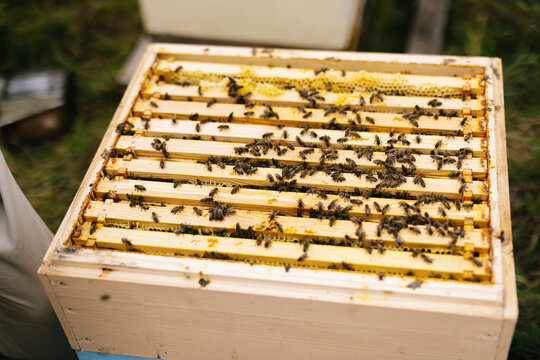 Hive honeycomb honeybee