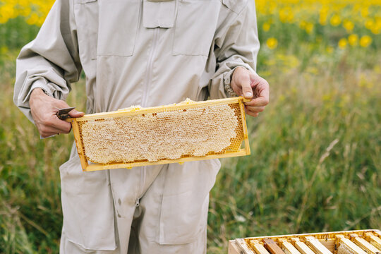 Honeycomb harvest apiculture