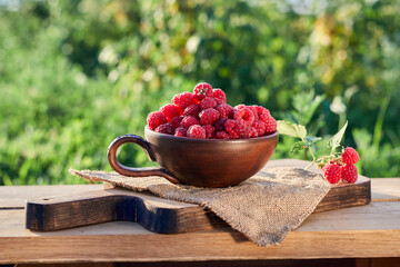 Closeup of raspberries glass on green bush garden background. Outside summer berry harvest. Gardening and agriculture at sunny day.
