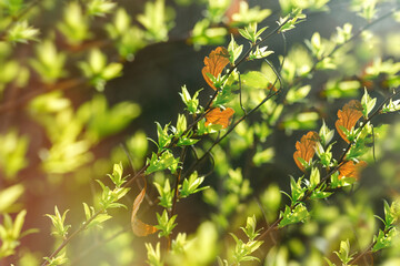 Beautiful nature in spring, spring leaves, young spring leaves in morning lit by sunlight, 