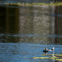 ducks on the lake