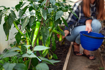 Woman picking chili peppers in a home garden. Ripe peppers on the bush. Female hand harvesting pepper fruits in greenhouse.