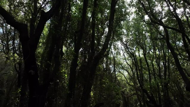 Fitta foresta di alberi, immersi nella natura.
Volando col drone in mezzo agli alberi.