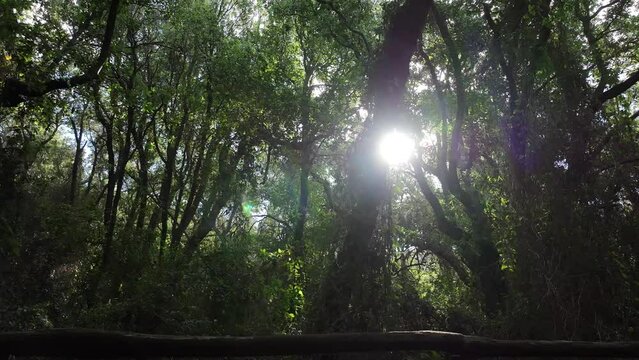 Fitta foresta di alberi, immersi nella natura.
Volando col drone in mezzo agli alberi.