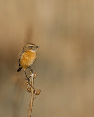 European Stonechat