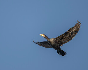 Great cormorant in flight