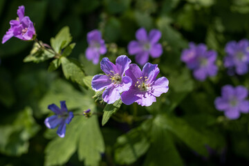 Fototapeta premium Purple wild geranium flowers blooming in spring