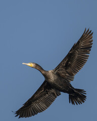 Great cormorant in flight