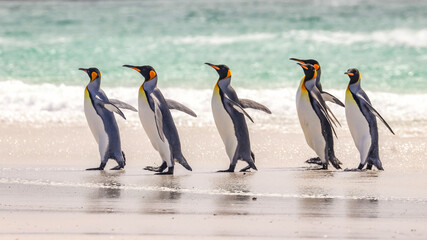 Fototapeta premium Volunteer Point, Falkland Islands, UK