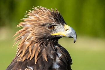 majestic Golden Eagle, Aquila chrysaetos orzeł przedni