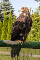 majestic Golden Eagle, Aquila chrysaetos orzeł przedni © Mariusz