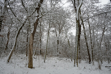 snow covered trees in a winter forest