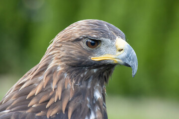majestic Golden Eagle, Aquila chrysaetos orzeł przedni © Mariusz