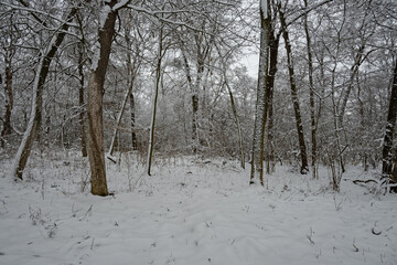 snow covered trees in a winter forest