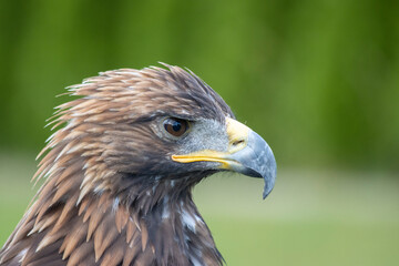 majestic Golden Eagle, Aquila chrysaetos orzeł przedni © Mariusz