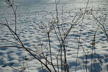 iced plants in a winter landscape