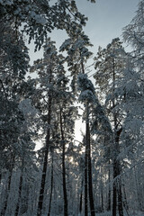 snow covered trees in a winter forest