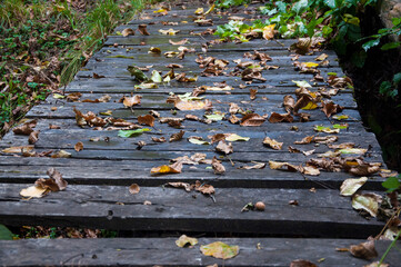 Hojas secas en otoño sobre puente de madera.