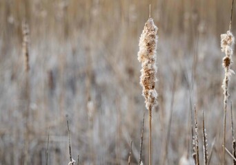 Naklejka premium Reeds in New England Swamp in Winter