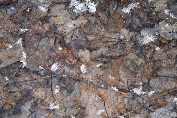Leaves trapped in frozen pond