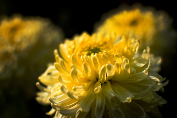 Yellow Dahlia flower petals with dew drops on them. Dahlia is bushy, tuberous, herbaceous perennial plants, Asteraceae family of dicotyledonous plants. Dark Background. Flower stock image.