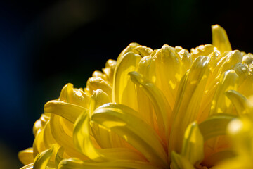 Yellow Dahlia flower petals with dew drops on them. Dahlia is bushy, tuberous, herbaceous perennial plants, Asteraceae family of dicotyledonous plants. Dark background. Flower stock image.