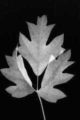 Fototapeta premium leaf on black