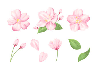 桜の花のイラスト素材, 桜の花や蕾や葉っぱのパーツセット, 白背景にベクター要素.