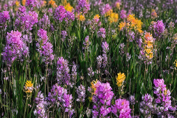 Naklejka premium Colorful Summer Meadow